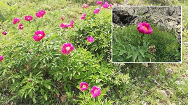 Erciyes dağı eteklerinde açıyor! Koparmanın bedeli çok ağır