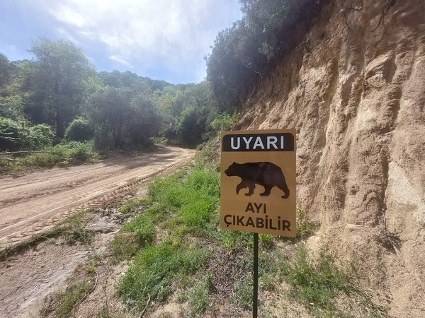 Erdek'te boz ayılar tespit edildi! Her yere levha asıldı