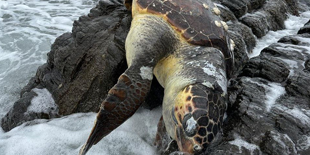 Erdek'te ürküten görüntü! Cansız bedeni kıyıya vurdu