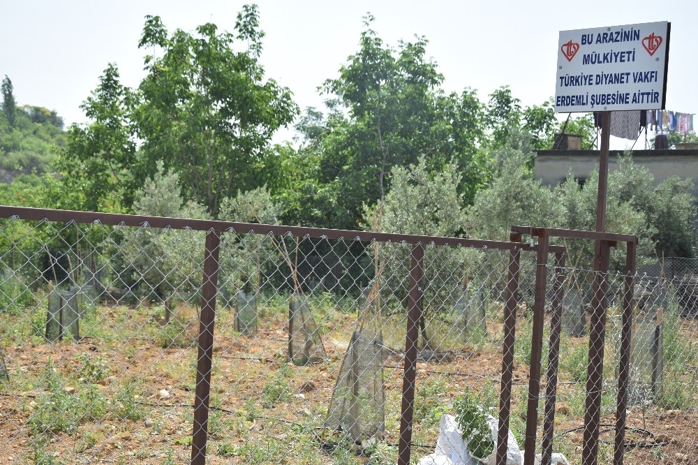 Erdemli’de atıl araziler tarıma kazandırılıyor 