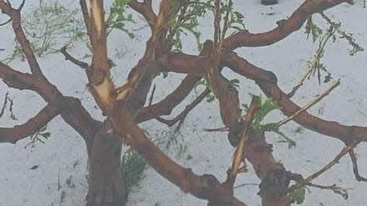 Erdemli’de dolu yağışı tarım arazilerine zarar verdi