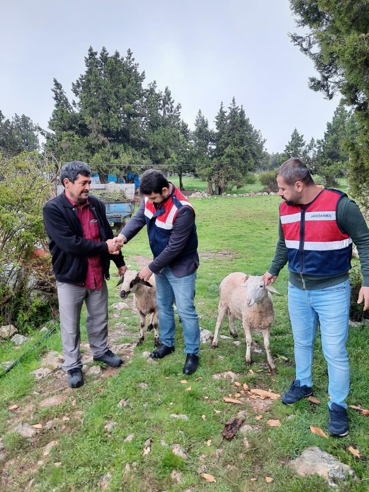 Erdemli’de hayvan hırsızları jandarma ekiplerince yakalandı 