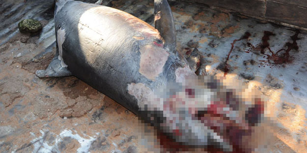 Ölü yunus sahile vurdu