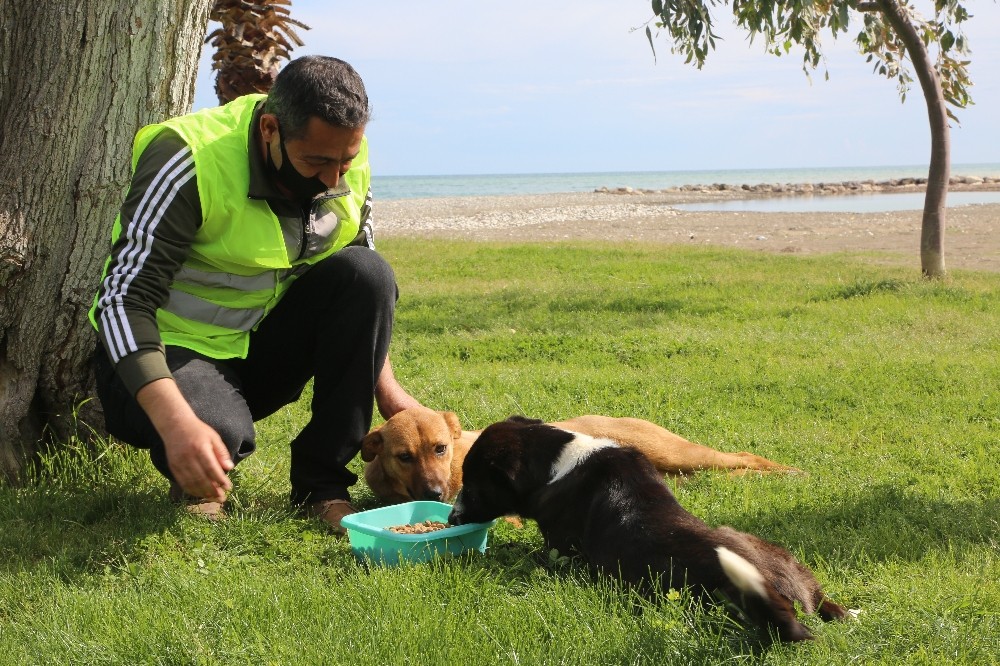 Erdemli’de sokak hayvanları unutulmadı 