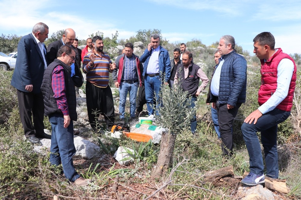 Erdemli’de yabani zeytinler aşılanıyor 