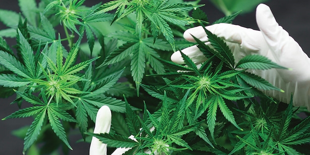 Erdoğan dikkat çekmişti! Kenevire iade-i itibar