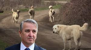 Erdoğan'ın eski metin yazarından, başıboş sokak köpekleri için "Helal olsun" dedirten teklif: Hemen bu yapılmalı