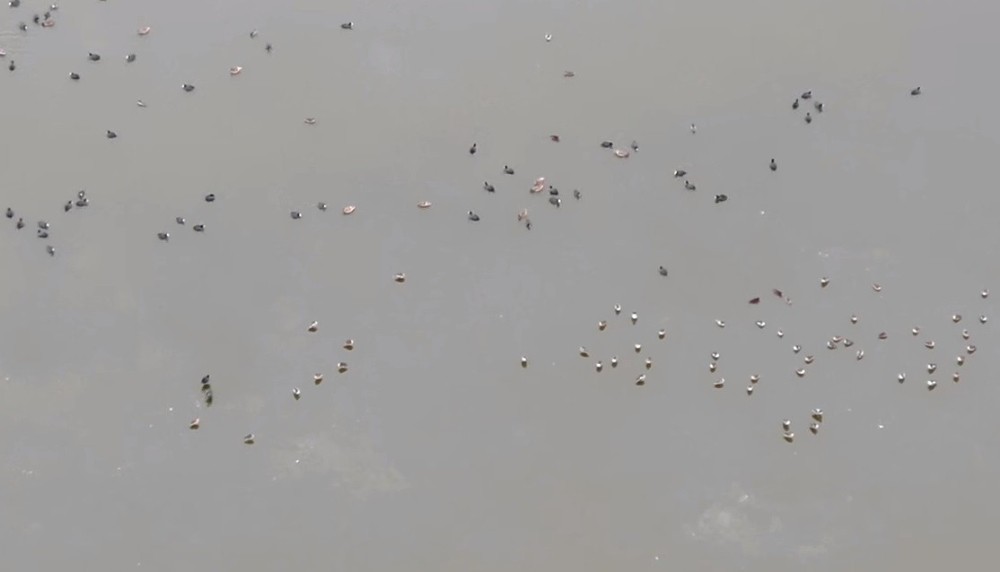 Ereğli Akgöl’de kuş sayımı 