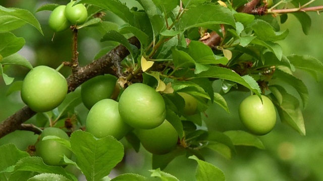Eriğin kilogramı 30 liraya geriledi