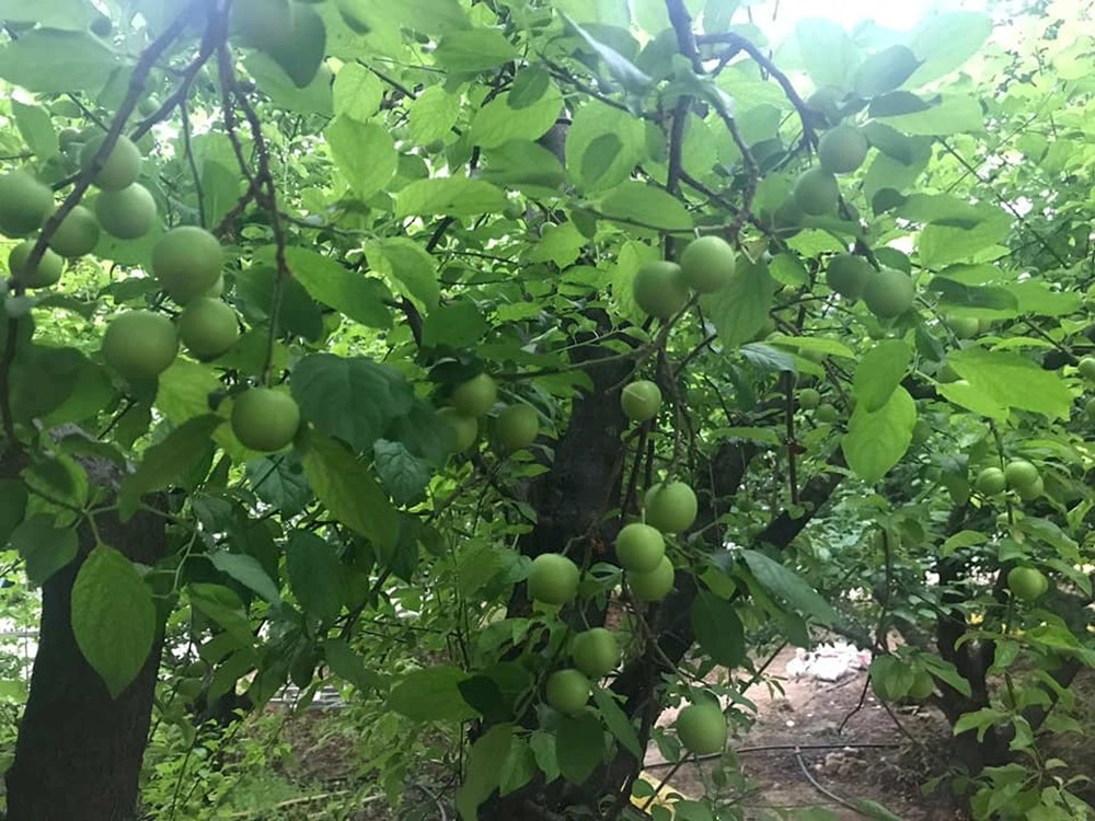 Eriğin kilosu 30 lira 