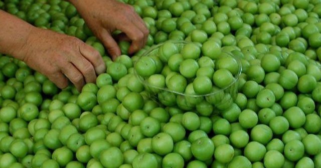 Eriğin kilosu kışın 600, yazın 6 lira