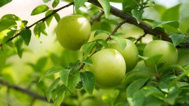 Eriğin kilosu yarım altından daha değerli