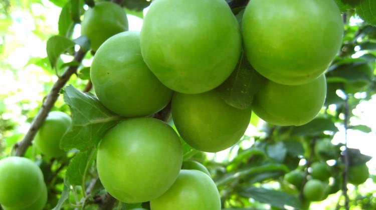 Eriğin tanesi 2,5 lira