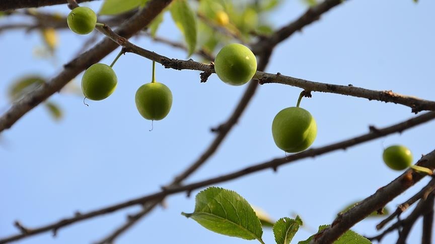 Erik ağaçları meyve verdi