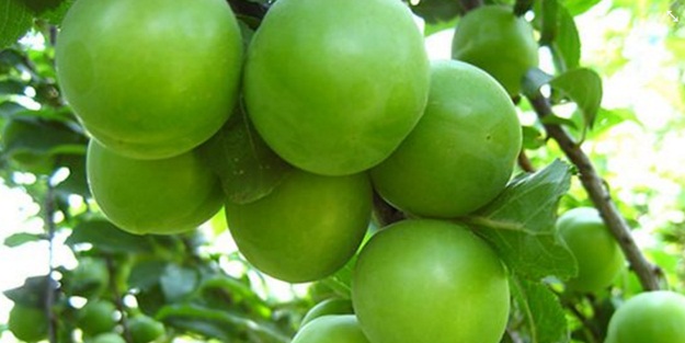 Erik bu fiyattan satılacak!