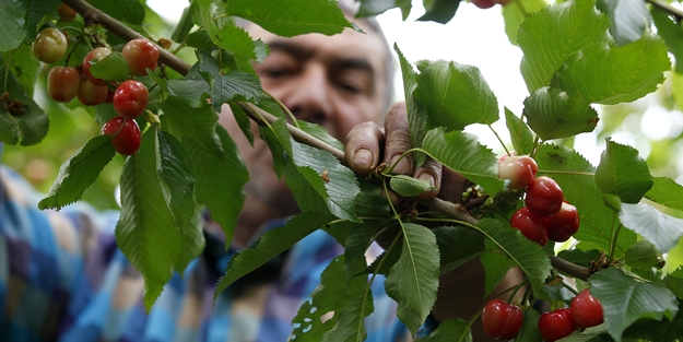 Erik ve kirazın fiyatı el yaktı