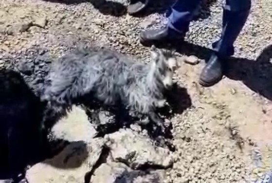 Eriyen zift tabakasına yapışan yavru keçiyi vatandaşlar kurtardı 