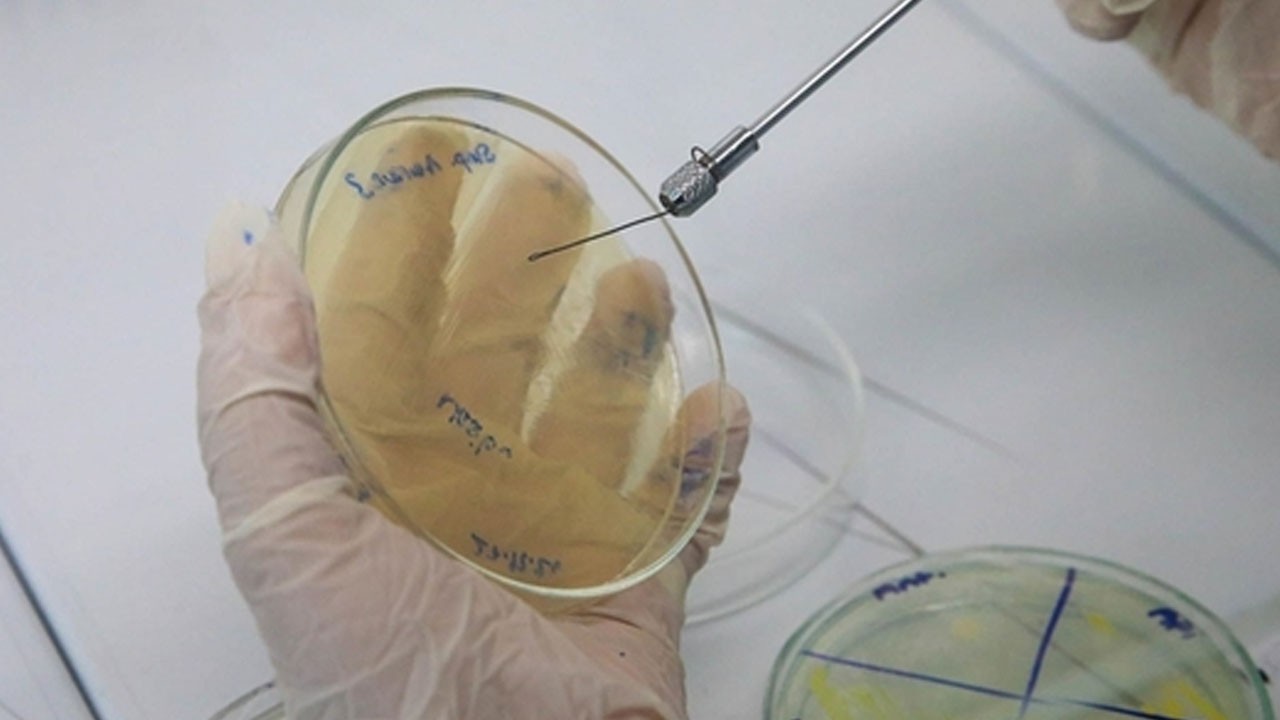 Erkek arı larvasının bakteriler üzerinde antibiyotik etkisi var: O hayvan öne çıktı