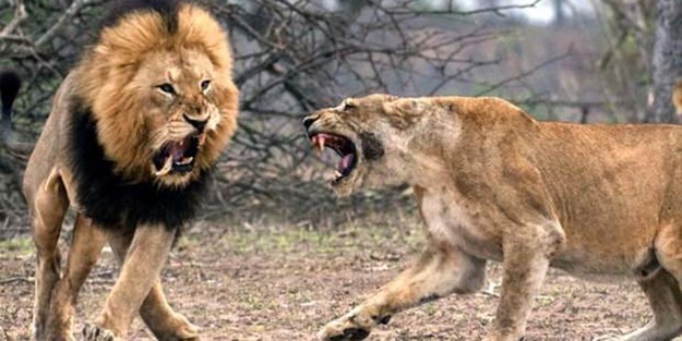 Erkek aslan karizmayı çizdirdi!