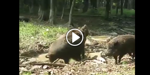 Erkek domuzların ölümcül kavgası