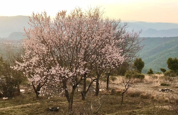 Erken açan badem ağaçları böyle görüntülendi