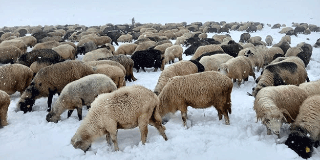 Erken başlayan kar yağışı en çok onları etkiledi