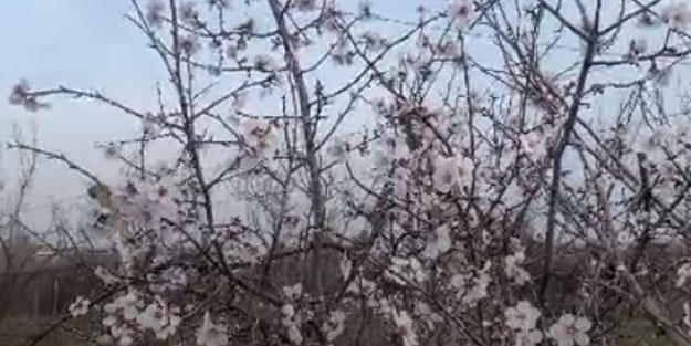 Erken çiçek açan meyve ağaçları üreticiyi endişelendiriyor