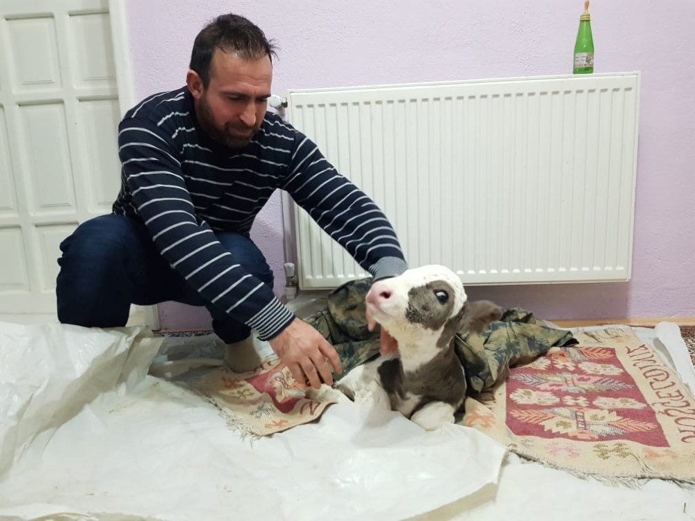 Erken doğan buzağıyı evinde besliyor 
