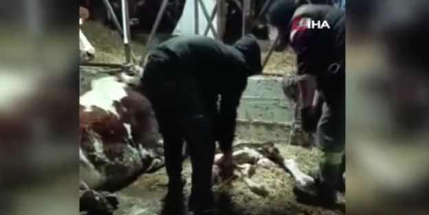 Erken dünyaya gelen buzağıyı evinde büyütüyor