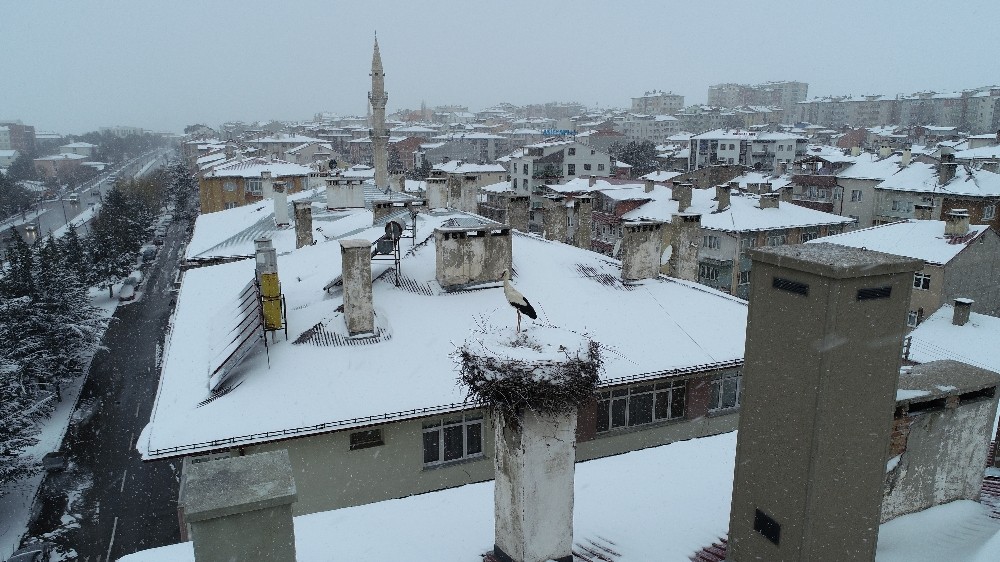 Erken göçen leylek kar sürprizi yaşadı 