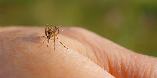 Erken tedbir şart! Yaz sinekleri kışın nereye kaçıyor?