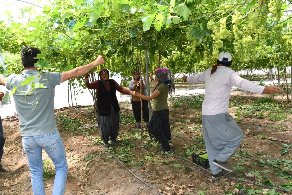 Erken üzüm hasadına göbekli kutlama 