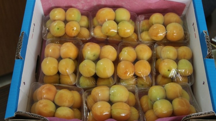 ’Erkenci kayısı’ üreticileri memnun etti