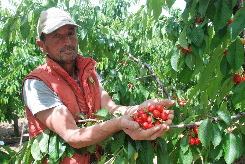 Erkenci kiraz tarlada 10 markette 25 lira 