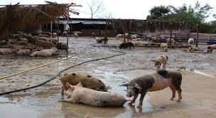 Ermenilerin ikinci cami domuzluğu