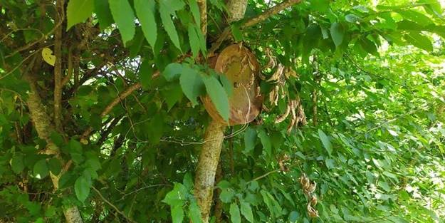 Ermenistan’dan insanlık dışı tuzaklar!