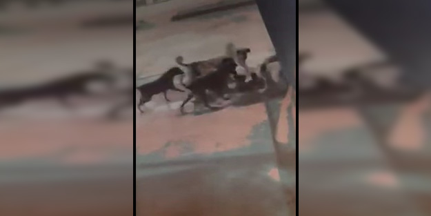 Eros diyenler nerede? Elazığ'da başıboş köpekler kediyi parçaladı!
