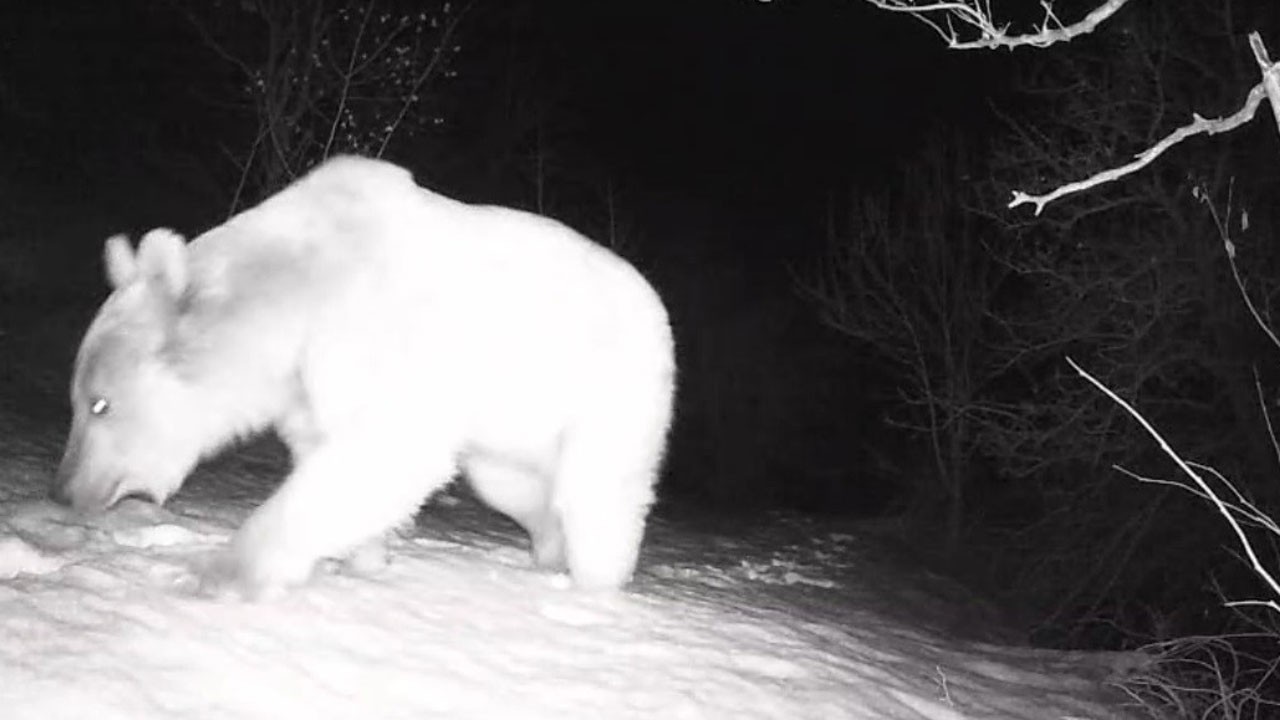 Erzincan ve Tunceli’de yaban hayatı böyle görüntülendi
