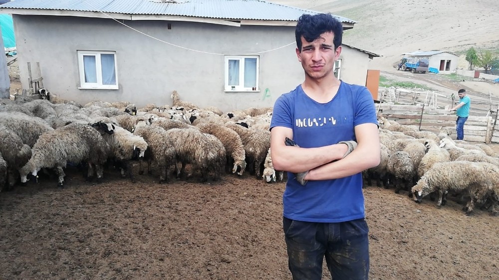 Erzincan’da 80’e yakın kuzu ahırdan çalındı 