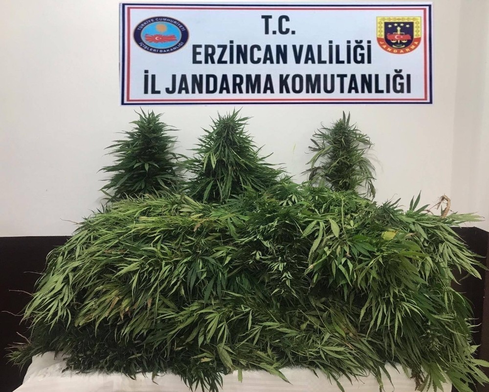Erzincan’da 82 adet kök kenevir bitkisi ele geçirildi 