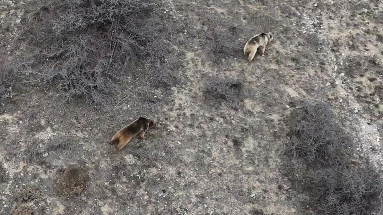 Erzincan’da ayı dehşeti: 20 koyun telef oldu