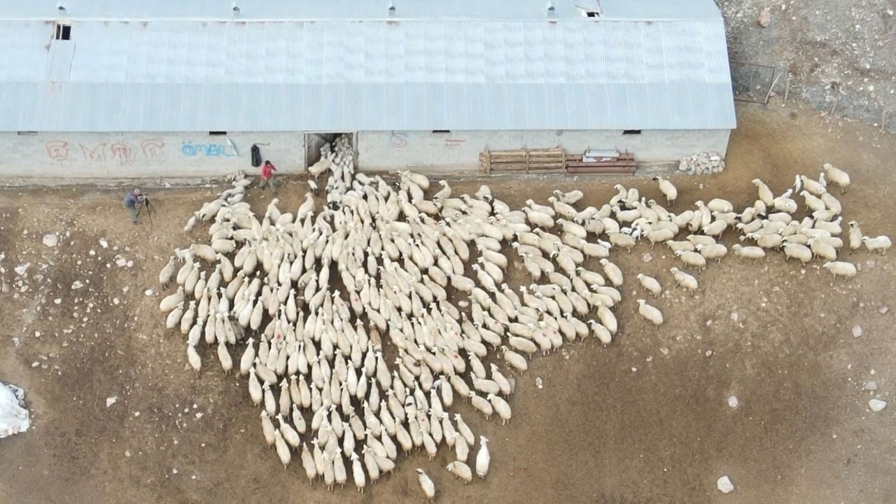 Erzincan’da baharın en güzel yüzü: Kuzular anneleriyle böyle buluştu