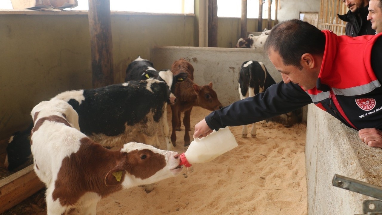 Erzincan’da büyükbaş işletmeleri arilik belgesi için çalışmalarını hızlandırdı