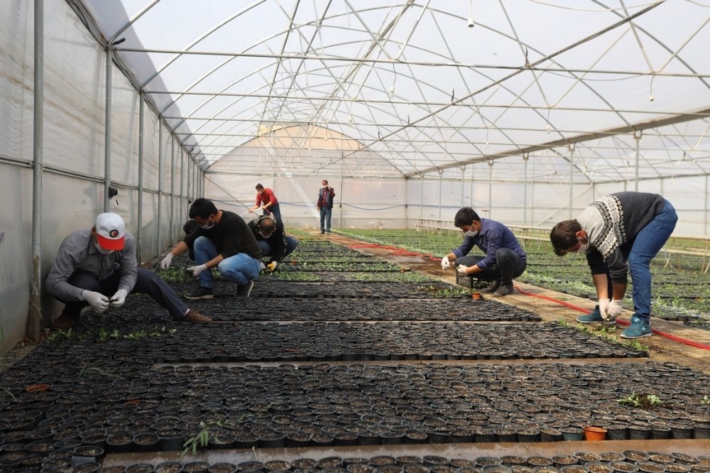 Erzincan’da çiçekler serada yetiştiriliyor 