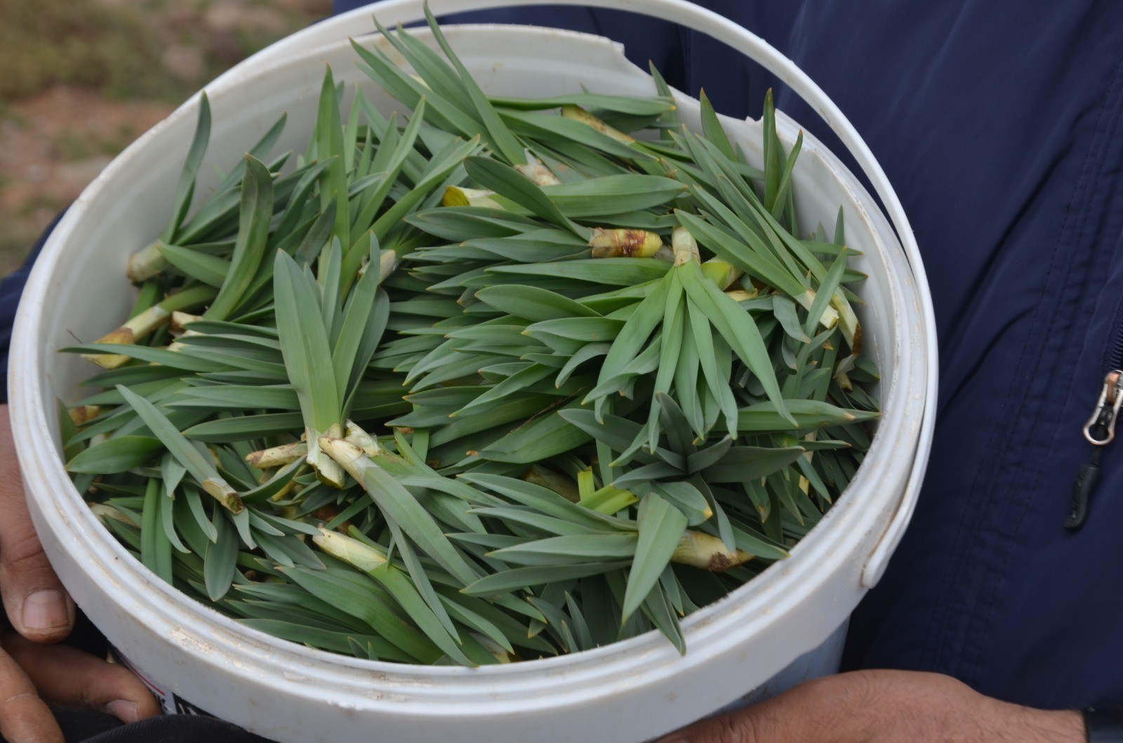 Erzincan’da Çiriş Otu Hem İnsanın Hem Yaban Hayatının Sofrasında