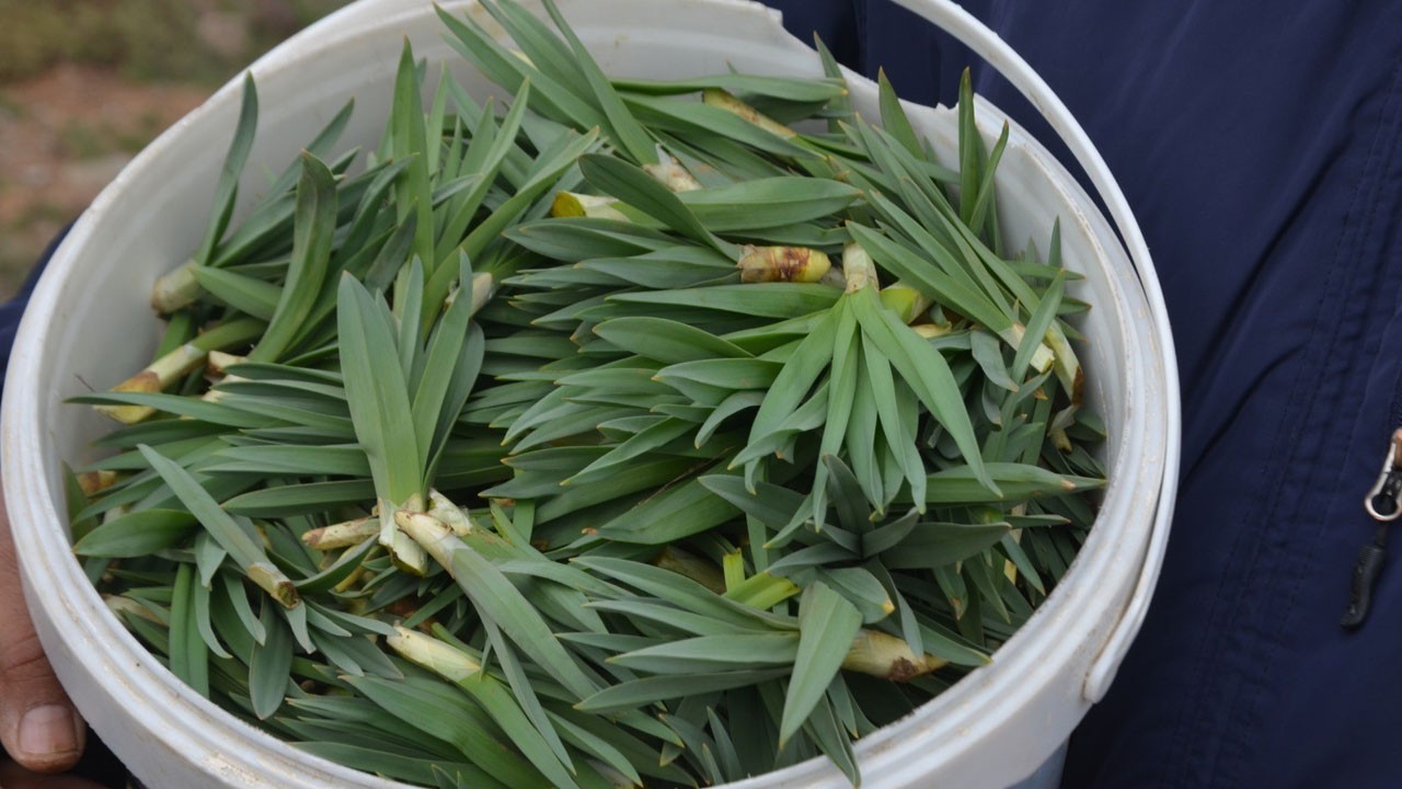 Erzincan'da çiriş otu zamanı