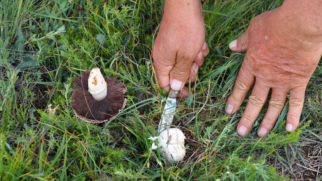 Erzincan’da doğa bedava et sunuyor! Sofraların gözdesi