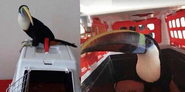 Erzincan'da görüldü... 25 bin lira değerinde!