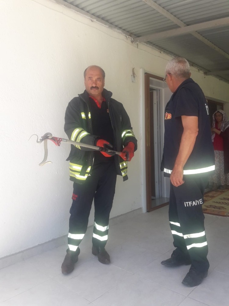 Erzincan’da eve giren yılanı itfaiye ekipleri çıkardı 