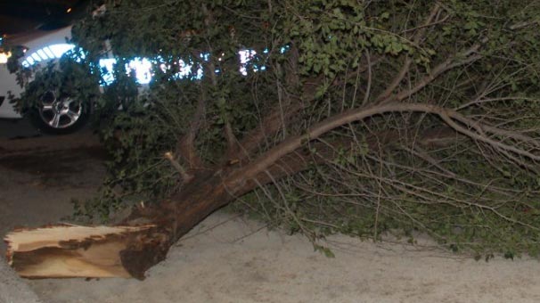 Erzincan'da feci olay! Ağaçları söktü...